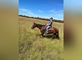 American Quarter Horse, Ruin, 10 Jaar, 155 cm, Roodbruin