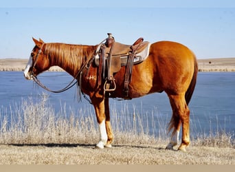 American Quarter Horse, Ruin, 10 Jaar, 155 cm, Roodvos
