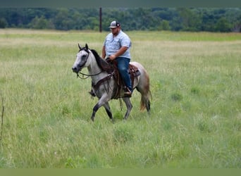 American Quarter Horse, Ruin, 10 Jaar, 155 cm, Schimmel