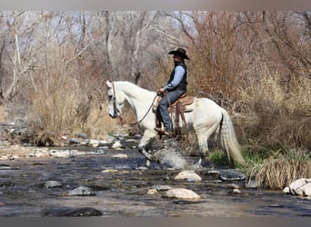 American Quarter Horse, Ruin, 10 Jaar, 155 cm, Schimmel