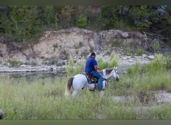 American Quarter Horse, Ruin, 10 Jaar, 155 cm, Schimmel