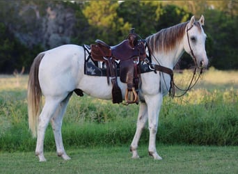 American Quarter Horse, Ruin, 10 Jaar, 155 cm, Schimmel