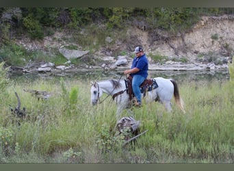 American Quarter Horse, Ruin, 10 Jaar, 155 cm, Schimmel