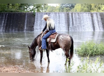 American Quarter Horse, Ruin, 10 Jaar, 155 cm, Zwart