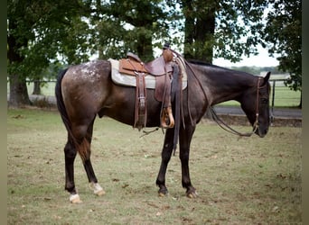 American Quarter Horse, Ruin, 10 Jaar, 155 cm, Zwart
