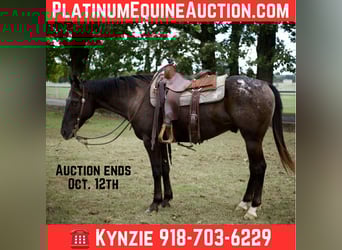 American Quarter Horse, Ruin, 10 Jaar, 155 cm, Zwart