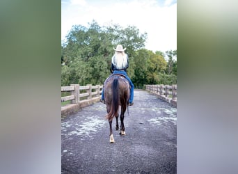 American Quarter Horse, Ruin, 10 Jaar, 155 cm, Zwart