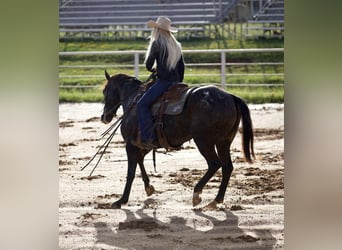 American Quarter Horse, Ruin, 10 Jaar, 155 cm, Zwart