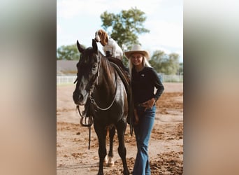 American Quarter Horse, Ruin, 10 Jaar, 155 cm, Zwart