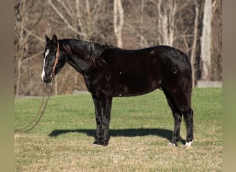 American Quarter Horse, Ruin, 10 Jaar, 155 cm, Zwart