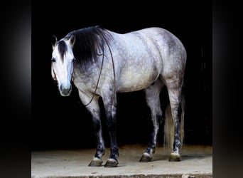 American Quarter Horse, Ruin, 10 Jaar, 157 cm, Appelschimmel