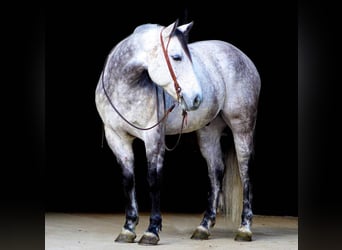 American Quarter Horse, Ruin, 10 Jaar, 157 cm, Appelschimmel