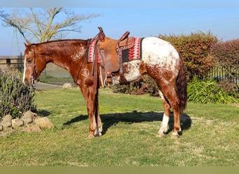 American Quarter Horse, Ruin, 10 Jaar, 157 cm, Donkere-vos