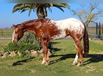 American Quarter Horse, Ruin, 10 Jaar, 157 cm, Donkere-vos