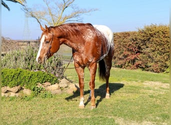 American Quarter Horse, Ruin, 10 Jaar, 157 cm, Donkere-vos