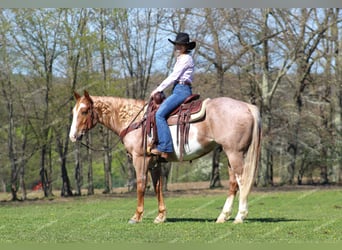 American Quarter Horse, Ruin, 10 Jaar, 157 cm, Gevlekt-paard