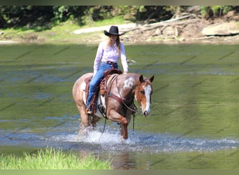 American Quarter Horse, Ruin, 10 Jaar, 157 cm, Gevlekt-paard