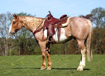 American Quarter Horse, Ruin, 10 Jaar, 157 cm, Gevlekt-paard