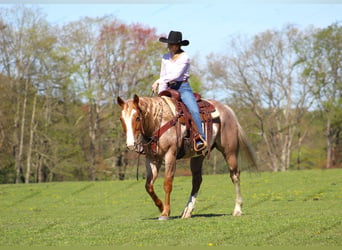 American Quarter Horse, Ruin, 10 Jaar, 157 cm, Gevlekt-paard