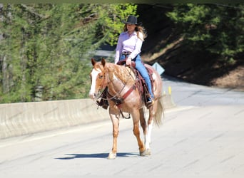 American Quarter Horse, Ruin, 10 Jaar, 157 cm, Gevlekt-paard