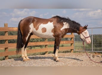 American Quarter Horse, Ruin, 10 Jaar, 157 cm, Gevlekt-paard