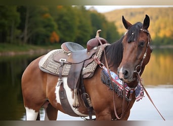 American Quarter Horse, Ruin, 10 Jaar, 157 cm, Gevlekt-paard