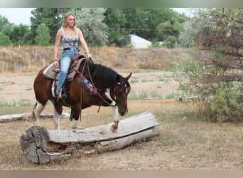 American Quarter Horse, Ruin, 10 Jaar, 157 cm, Gevlekt-paard