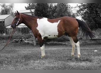 American Quarter Horse, Ruin, 10 Jaar, 157 cm, Gevlekt-paard