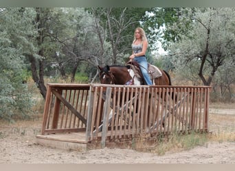 American Quarter Horse, Ruin, 10 Jaar, 157 cm, Gevlekt-paard