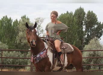 American Quarter Horse, Ruin, 10 Jaar, 157 cm, Gevlekt-paard