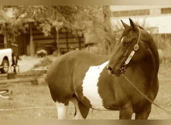 American Quarter Horse, Ruin, 10 Jaar, 157 cm, Gevlekt-paard