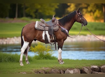 American Quarter Horse, Ruin, 10 Jaar, 157 cm, Gevlekt-paard