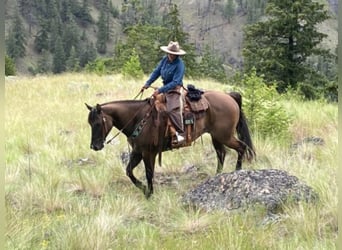 American Quarter Horse, Ruin, 10 Jaar, 157 cm, Grullo