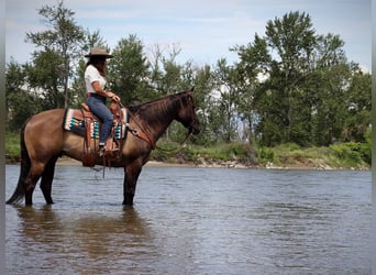 American Quarter Horse, Ruin, 10 Jaar, 157 cm, Grullo