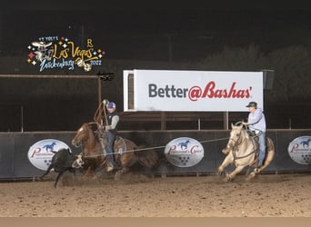 American Quarter Horse, Ruin, 10 Jaar, 157 cm, Palomino