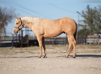 American Quarter Horse, Ruin, 10 Jaar, 157 cm, Palomino