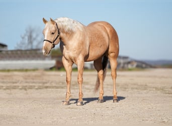 American Quarter Horse, Ruin, 10 Jaar, 157 cm, Palomino