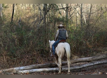 American Quarter Horse, Ruin, 10 Jaar, 157 cm, Palomino