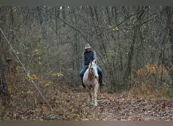 American Quarter Horse, Ruin, 10 Jaar, 157 cm, Palomino