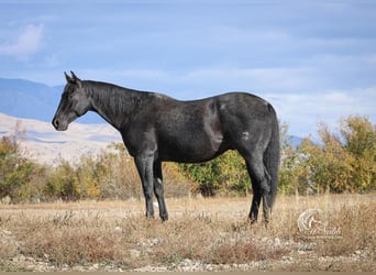 American Quarter Horse, Ruin, 10 Jaar, 157 cm, Roan-Blue