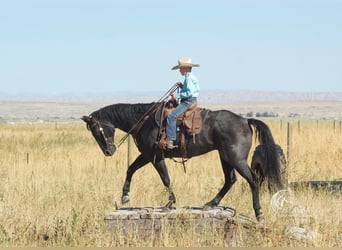 American Quarter Horse, Ruin, 10 Jaar, 157 cm, Roan-Blue