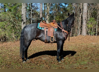 American Quarter Horse, Ruin, 10 Jaar, 157 cm, Roan-Blue