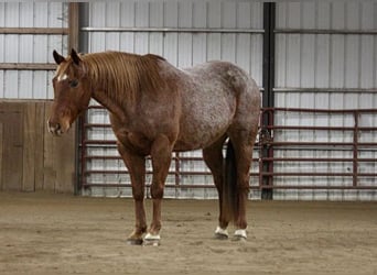 American Quarter Horse, Ruin, 10 Jaar, 157 cm, Roan-Red