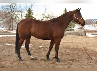 American Quarter Horse, Ruin, 10 Jaar, 157 cm, Roodbruin