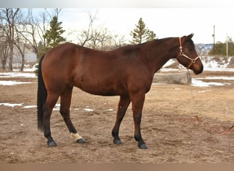 American Quarter Horse, Ruin, 10 Jaar, 157 cm, Roodbruin