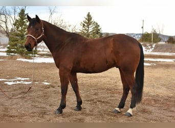 American Quarter Horse, Ruin, 10 Jaar, 157 cm, Roodbruin