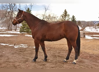 American Quarter Horse, Ruin, 10 Jaar, 157 cm, Roodbruin