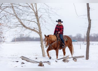 American Quarter Horse, Ruin, 10 Jaar, 157 cm, Roodvos