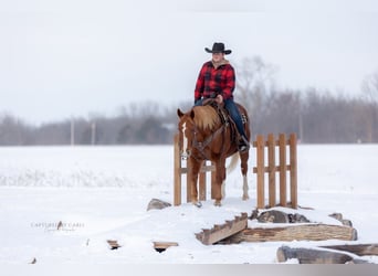 American Quarter Horse, Ruin, 10 Jaar, 157 cm, Roodvos