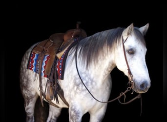American Quarter Horse, Ruin, 10 Jaar, 157 cm, Schimmel